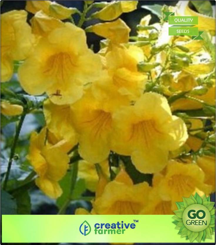 creative farmer Ornamental Tree Plants GingerThomas Yellow Flower