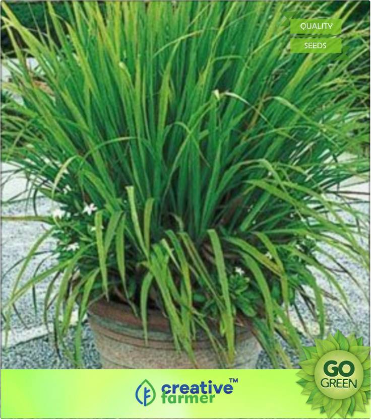 creative farmer Lemon Grass Citronella Grass Seed Price in India Buy creative farmer Lemon