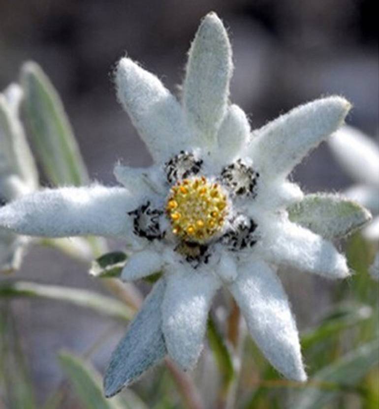 Edelweiss Flower Seeds Best Flower Site