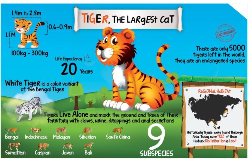 Tiger Chart