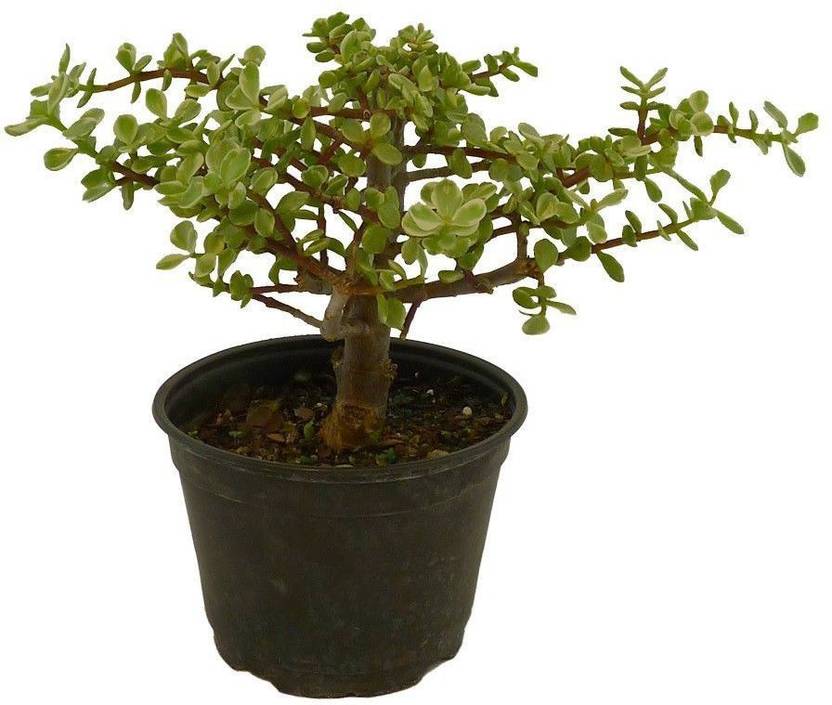 Bhajanlal Greenery Jade Plant Crula Price In India Bhajanlal Greenery Jade Plant Crula