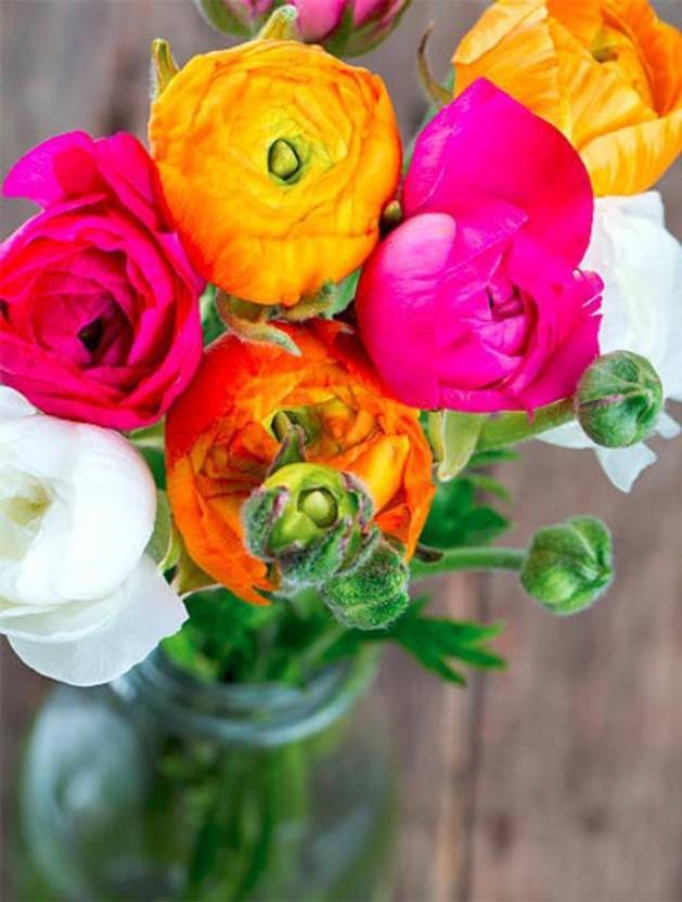 sprout bulbs ranunculus flower