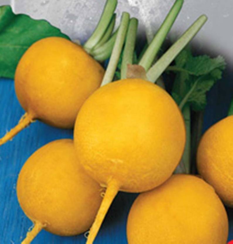Antier YELLOW GOLDEN TURNIP VEGETABLES SEED (PACK OF 50 SEED X 8 PER