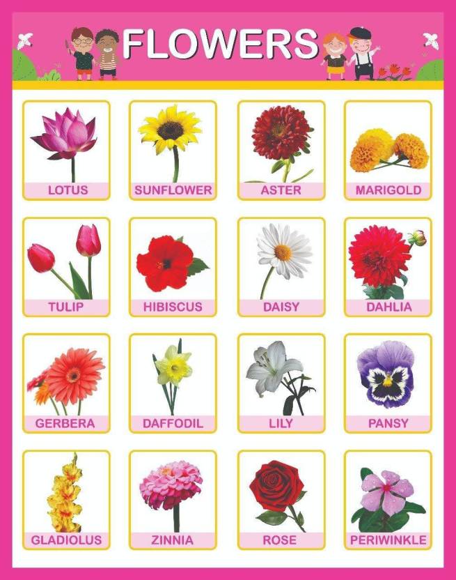 Flowers Educational Charts for Kids Home and School A3 Size. Paper ...