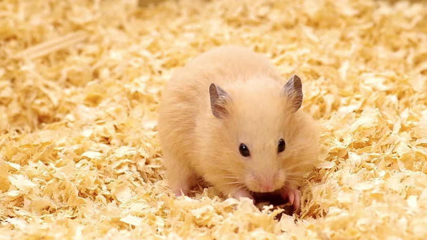 Sage Square 150grm Natural Wood Shaving Bedding for Hamster, Dwarf, Mice, Gerbil, Rabbit and Guinea Pig Pet Litter Tray Refill