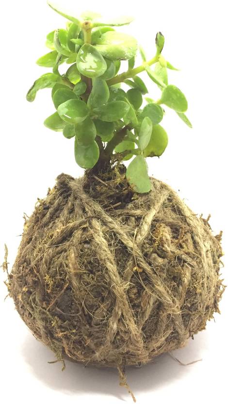 Black Gold Jade Plant Kokedama Price In India Black Gold Jade Plant Kokedama