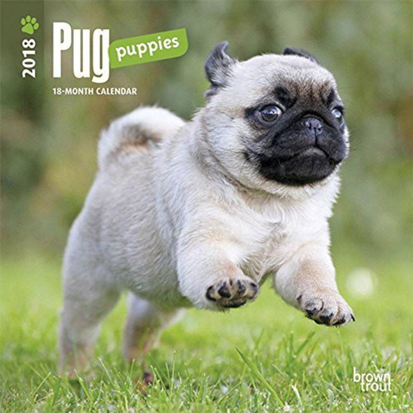 Pug Puppies 2018 7 X 7 Inch Monthly Mini Wall Calendar