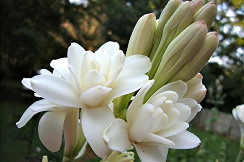 Tuberoses Polianthes tuberosa Pack of 10 bulbs