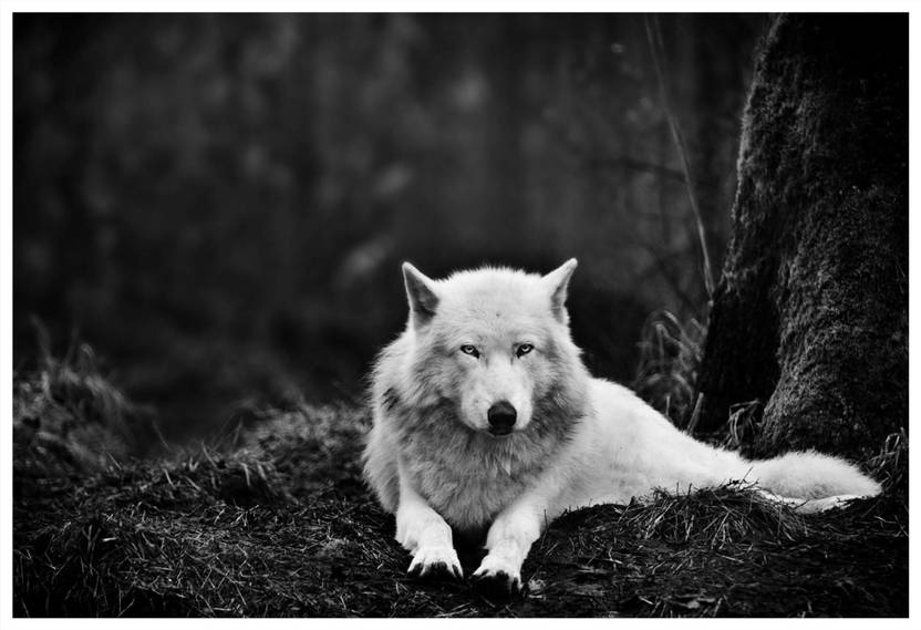 Wall Poster White Dog Paper Board 33 Cm X 48 Cm Paper