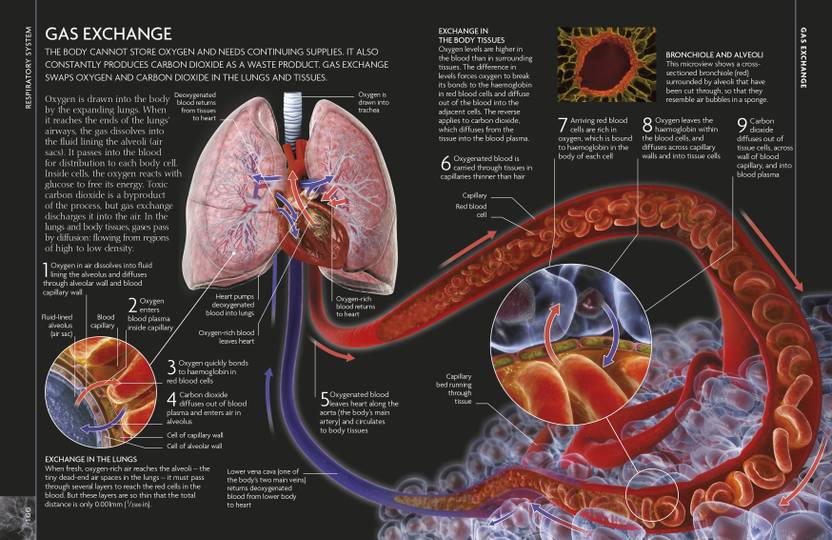 The Concise Human Body Book An Illustrated Guide To Its - 