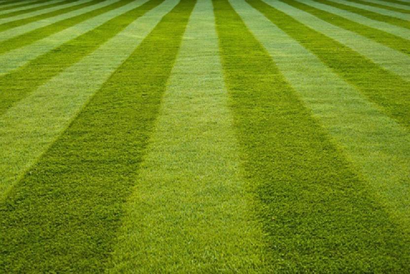 IndianAgro Lawn Grass Bermuda Grass Carpet Grass Seed Price in India