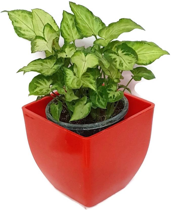 Rgdecor Decorative Variegated Green Syngonium Air Purifying Indoor Rgdecor Decorative Variegated Green Syngonium Air Purifying Indoor Plant No Pack Of 1 Foliage