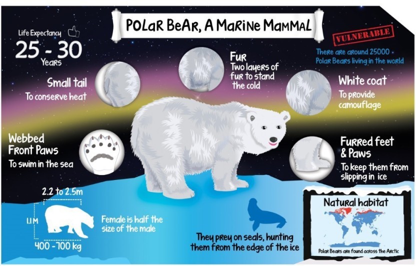 Polar Size Chart