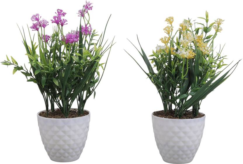 Foliyaj Combo Of 2 Plants With Yellow Purple Flowers In