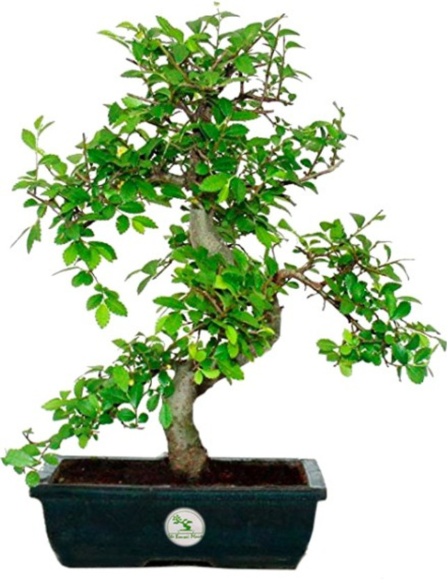 Perennial Bonsai Taro Seeds Vegetable Plant Seeds Iloe