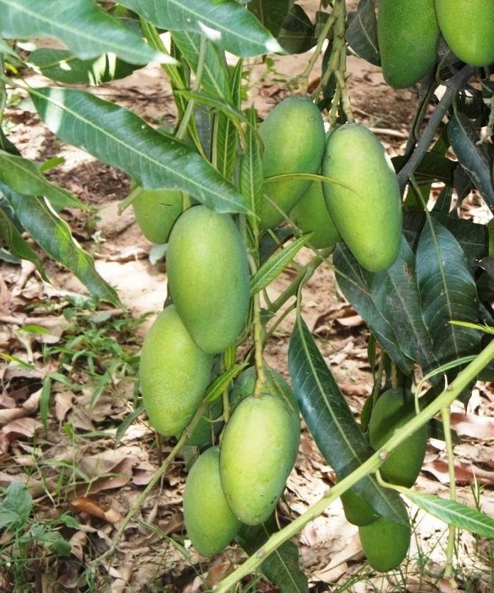 Dasheri Mango Cultivation Pdf Xtpd Maadveezz Site It was developed as a hybrid variety of 'dasheri' and 'neelum' by dr. xtpd maadveezz site