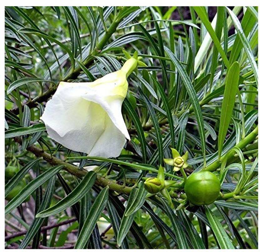 NV Kaner Plant Price in India Buy NV Kaner Plant online at