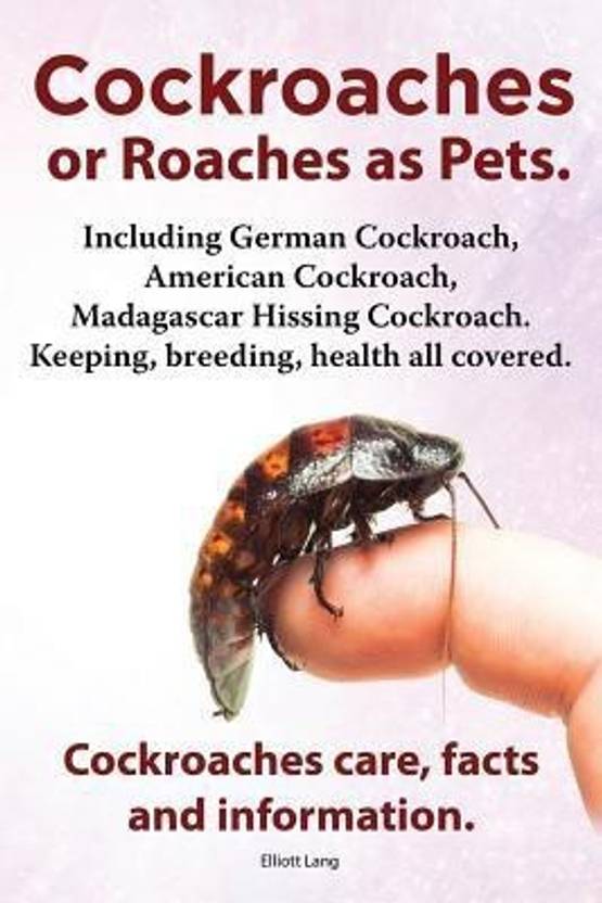 Cockroaches as Pets Cockroaches Care Facts and Information Including