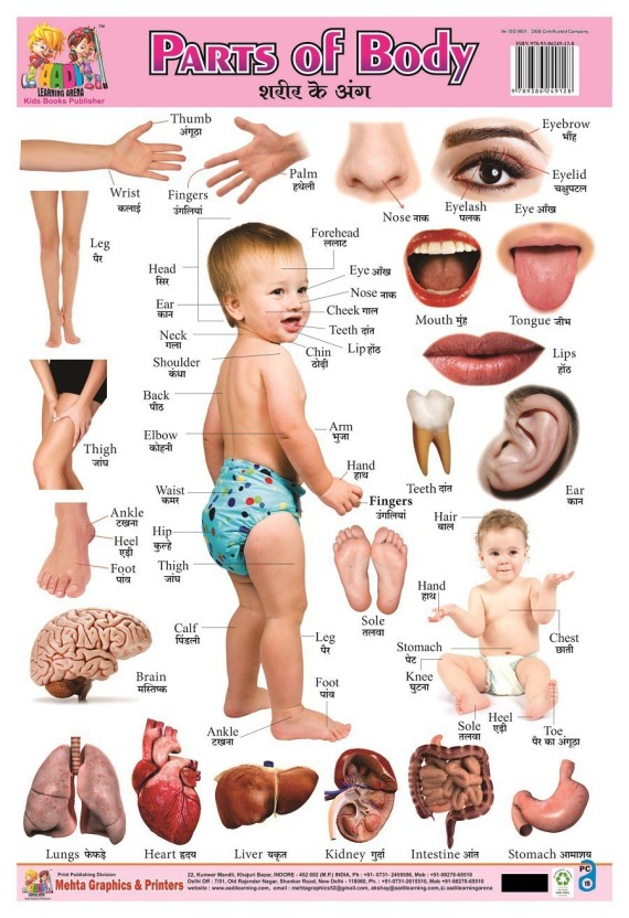 Body Parts Chart