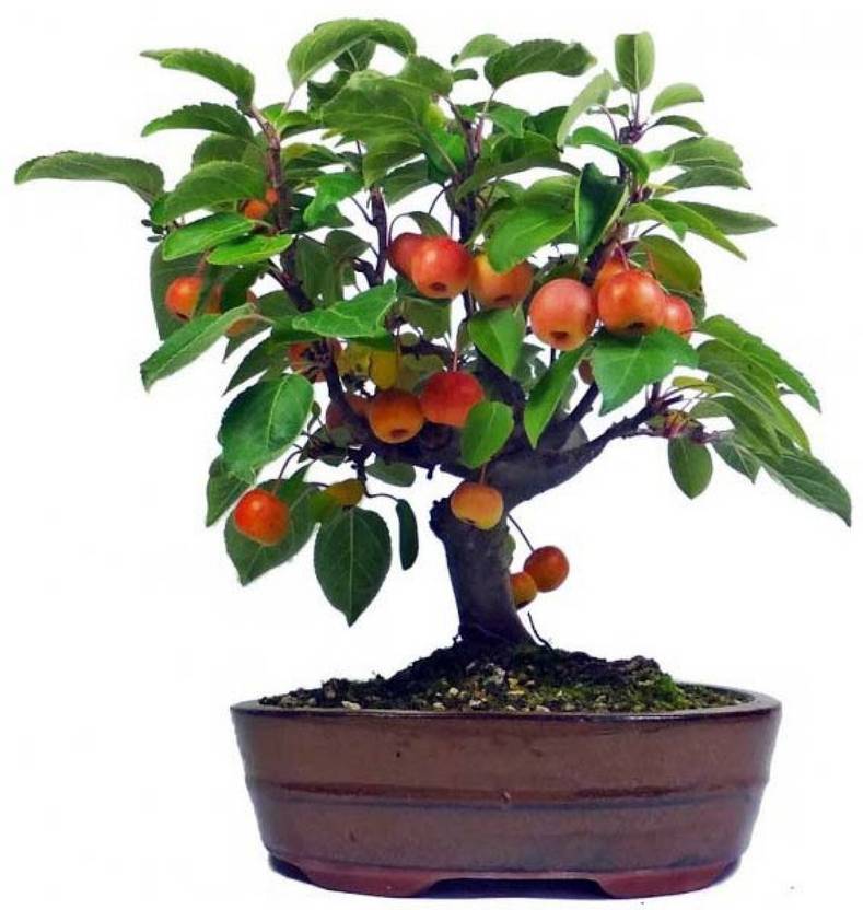 Greenly Bonsai Imported Indoor Apple Tree Seed Price in India Buy