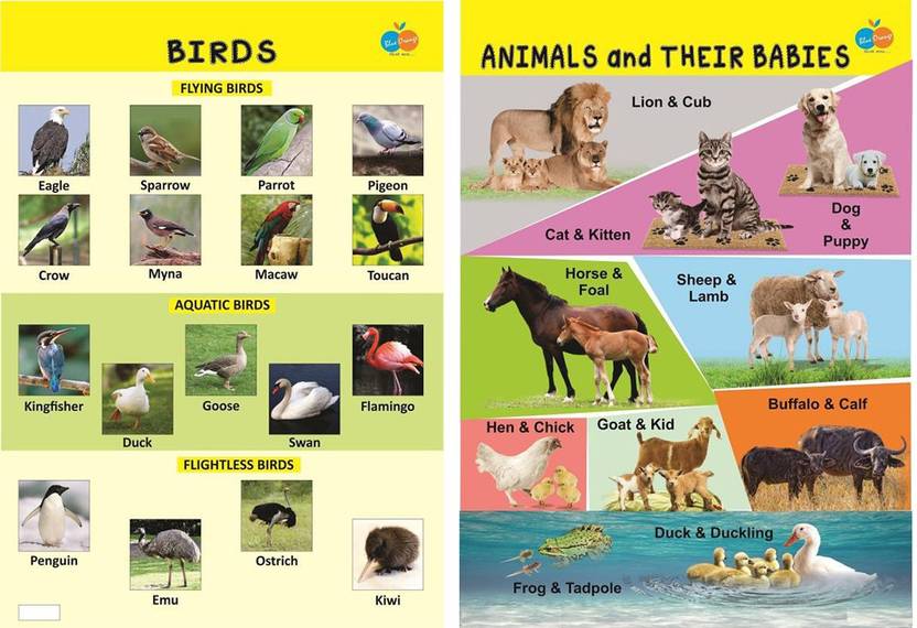 Birds Informative Animal Babies Informative Poster For