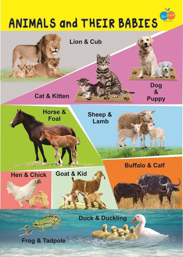 Animal & their Babies Informative Poster For kids Paper Print Animals