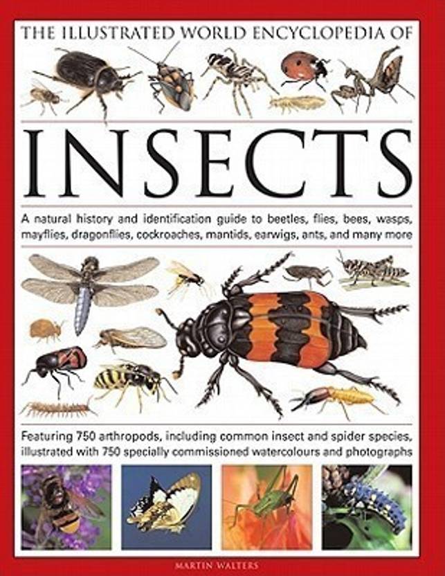 The Illustrated World Encyclopedia of Insects A Natural History and