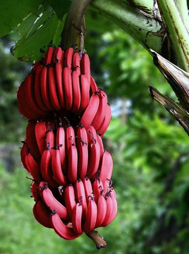 VIDISHAS HORTICULTURE Hybrid Red Banana Bonsai Seed Price in India