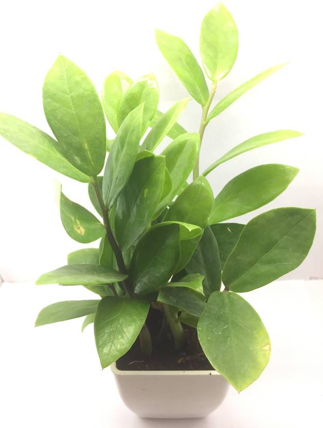 Black Gold ZZ Plant Price in India Buy Black Gold ZZ