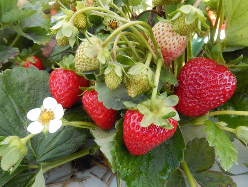 Green World Strawberry 1 Live Plant Seed Price in India