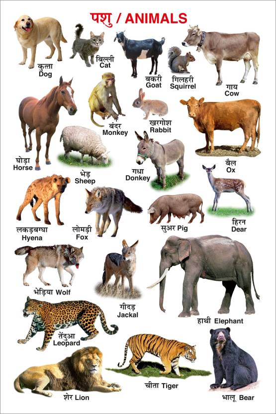 Animals - Educational Poster - Kid's 1st Learning Charts - Photographic ...