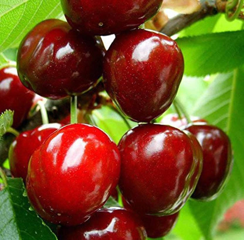 Trothic Gardens Live Sweet Cherry Fruit Plant Barbados cherry Plant (1