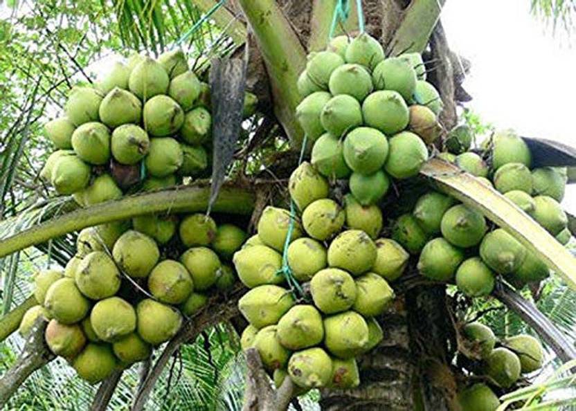 Trothic Gardens High Yield Hybrid Rare Coconut Live Plant Qualitative