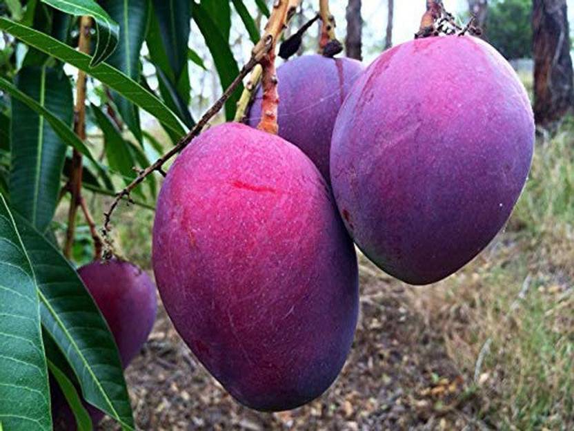 Trothic Gardens Rare Mango Fruit 1 Grafted Plant Variety Thailand