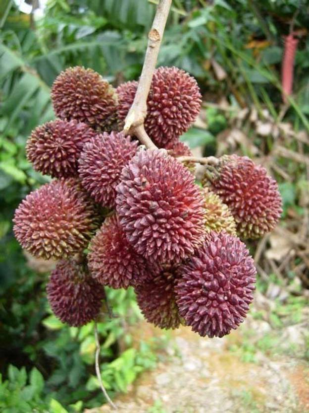 Trothic Gardens Grafted Tropical Fruit Plant Sweet Rare" Pulasan