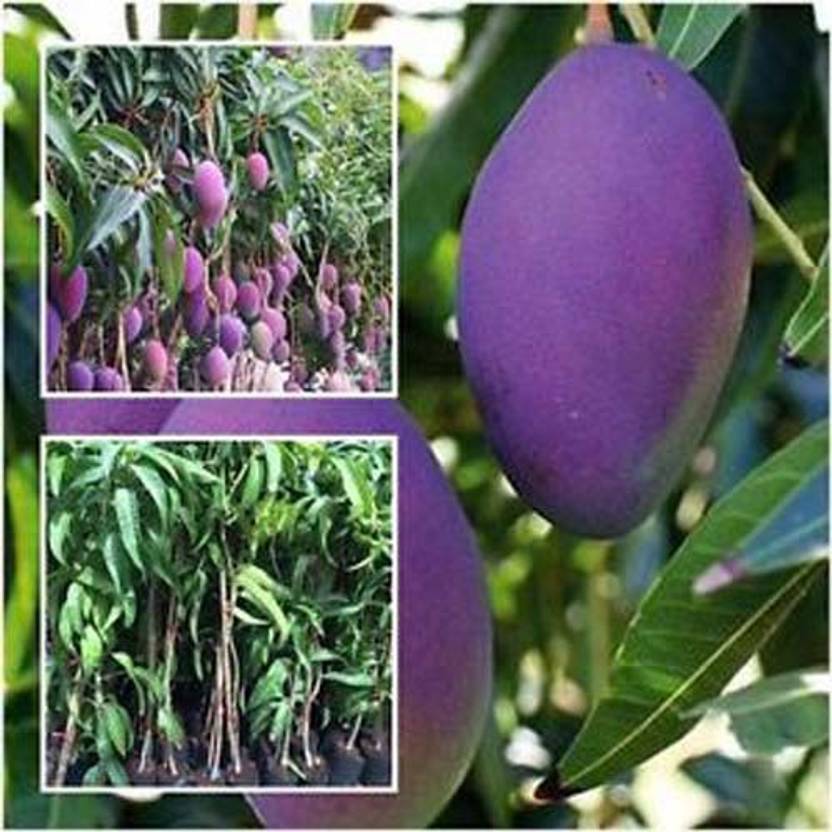 Trothic Gardens Grafted Rare Fruit Live Plant Dwarf Thailand Red Mango Plant (1 Healthy Live