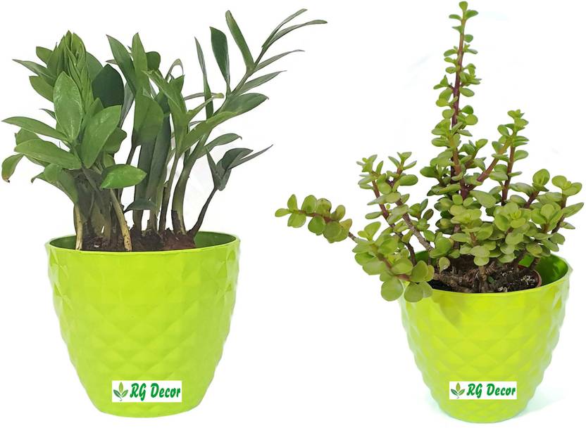 RGDECOR Jade Plant Price in India Buy RGDECOR Jade Plant