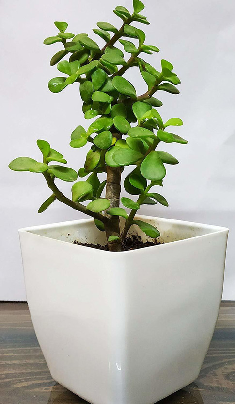 Oxygreenplant Jade Plant(Hybrid, Pack of 1)