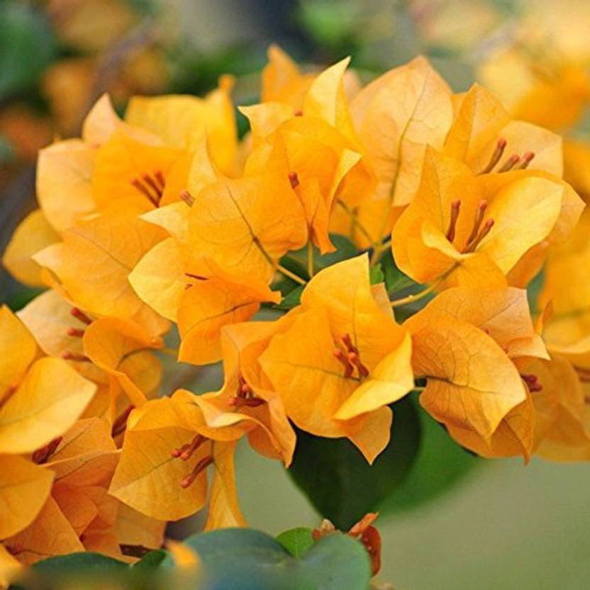 Nema Yellow Bougainvillea Flower Seed Price in India - Buy Nema Yellow