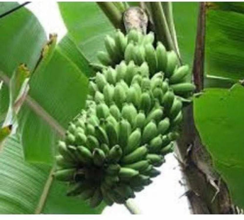 Trothic Gardens Dwarf Rare Hybrid ' Kerala Njalipoovan Banana ' Plant
