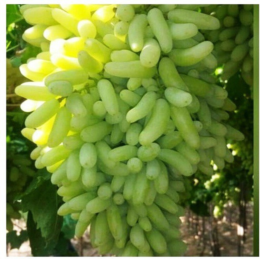 Cloud Farm Grapes Plant(Hybrid, Pack of 1)