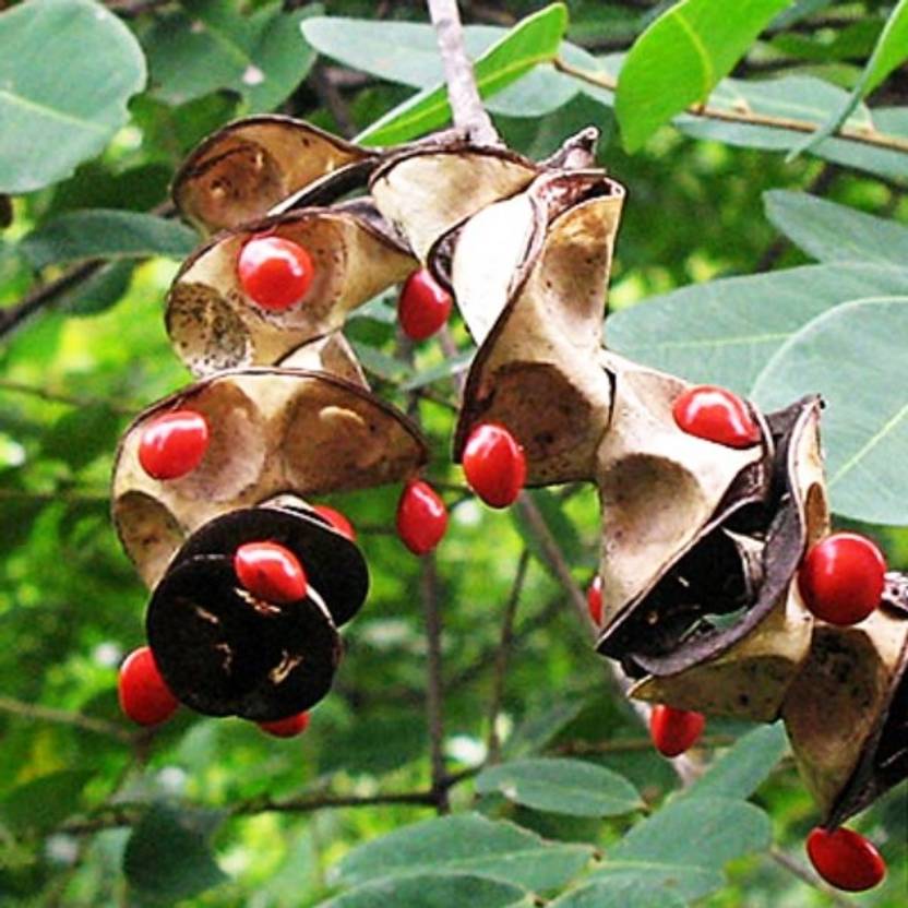 SHOP 360 GARDEN Adenanthera Pavonina Red Lucky Seeds, Red Sandalwood