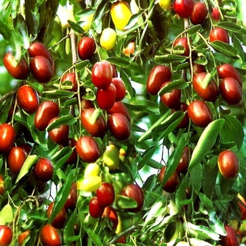 regi pandu tree regi pandu tree