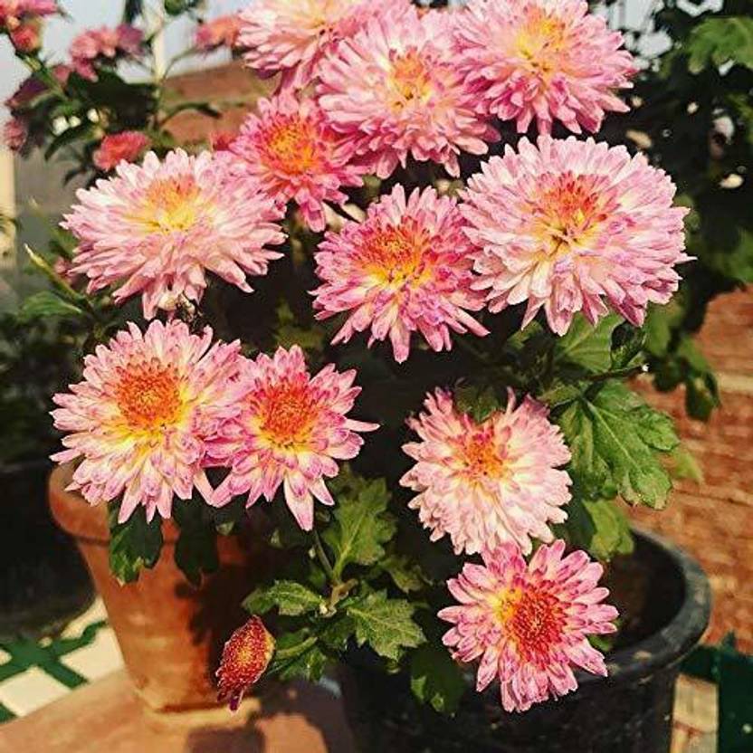Eco Ocean Chrysanthemums/ Guldavari Plant Price in India Buy Eco