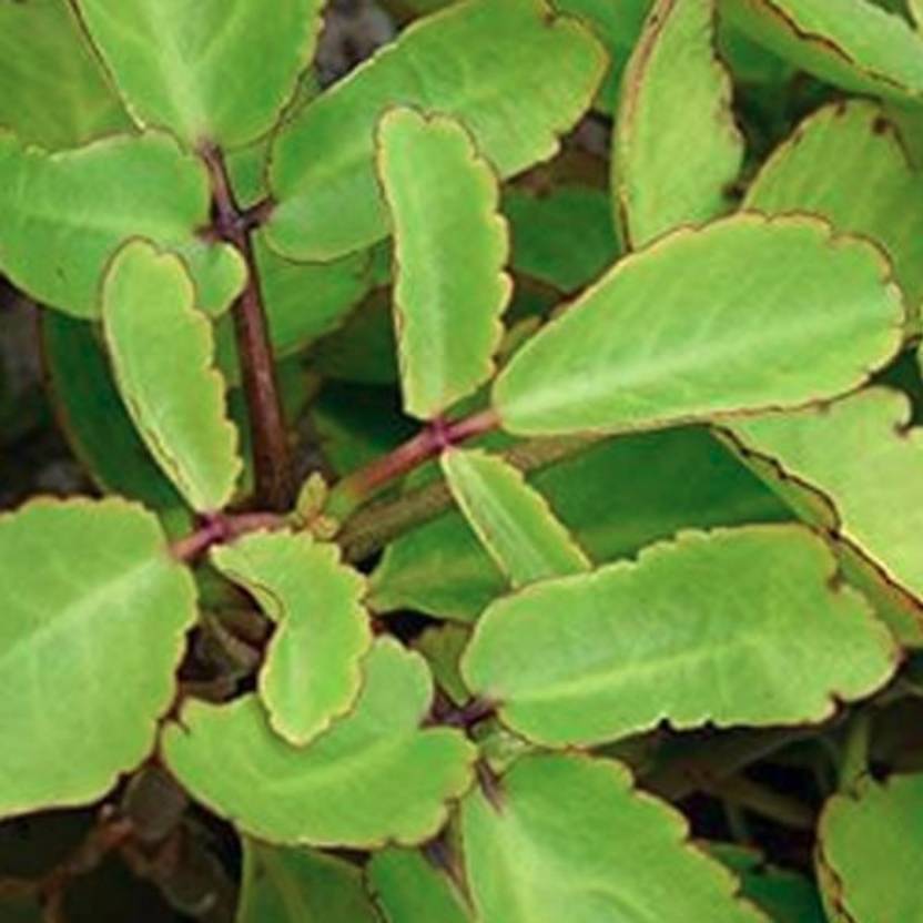 Greencuration Bryophyllum Pinnatum/Patharchatta Plant