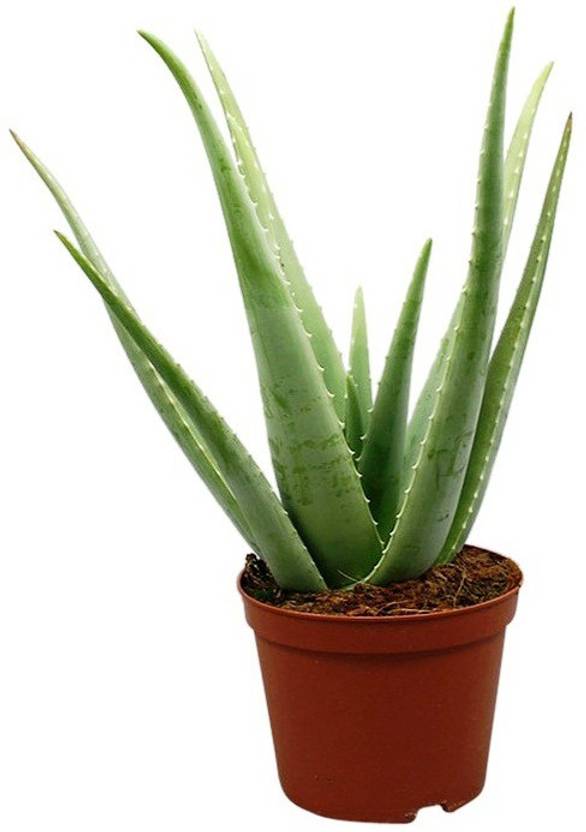MODERN PLANT Aloe Vera Plant Price in India Buy MODERN
