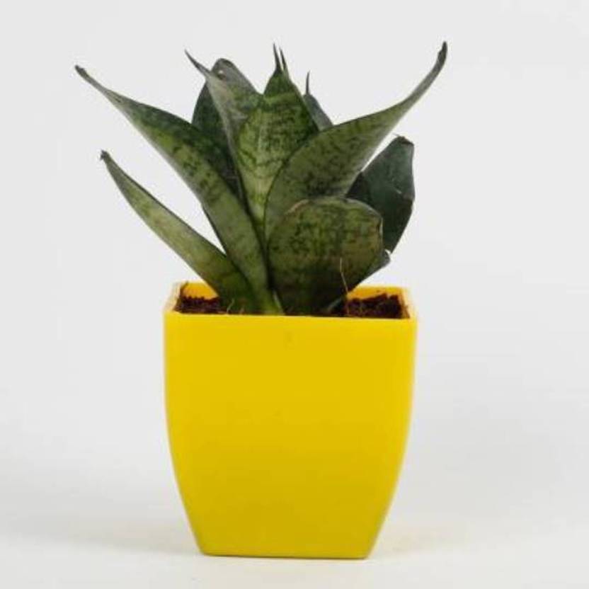 PlantaZee Snake Plant Price in India Buy PlantaZee Snake