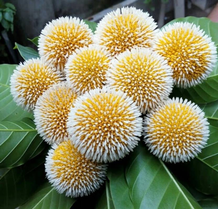 SHOP 360 GARDEN Neolamarckia cadamba / Burflower Tree / Kadam / Cadamba