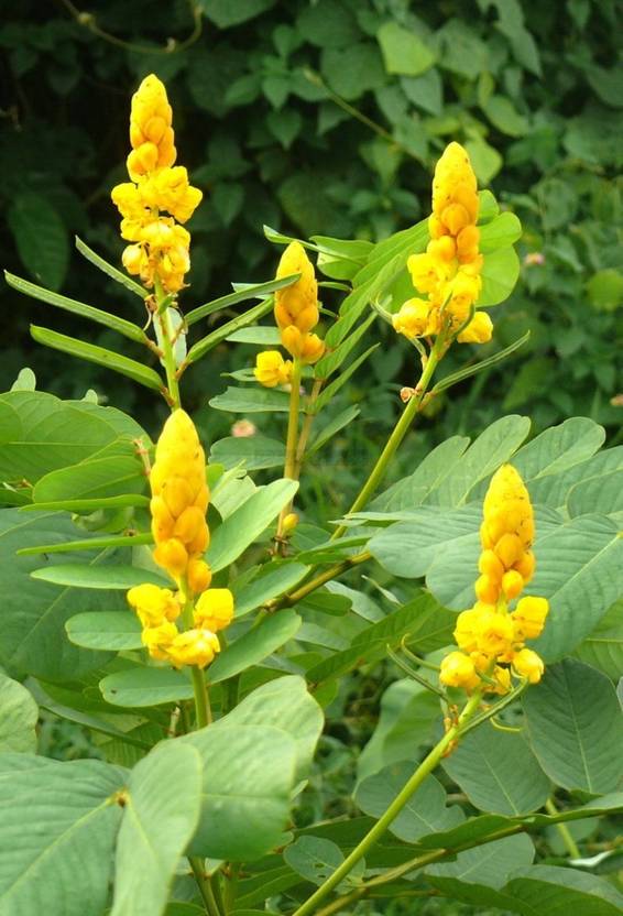 SHOP 360 GARDEN Cassia alata, Candle bush, Candle Tree, Senna alata