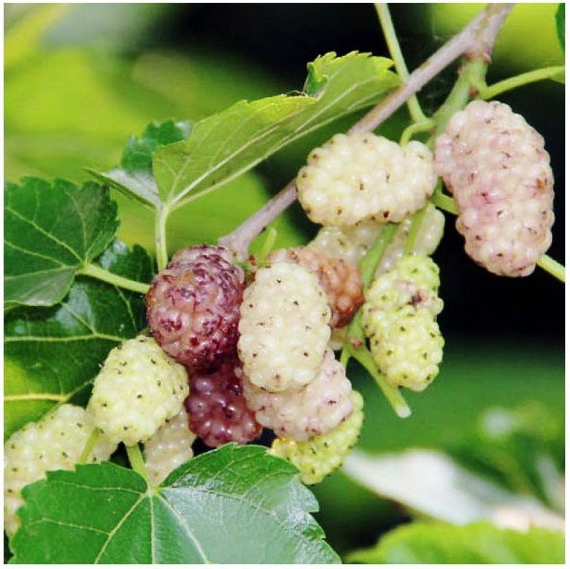 Modern Plant Shahtoot Mulberry Plant Price In India - Buy Modern Plant 